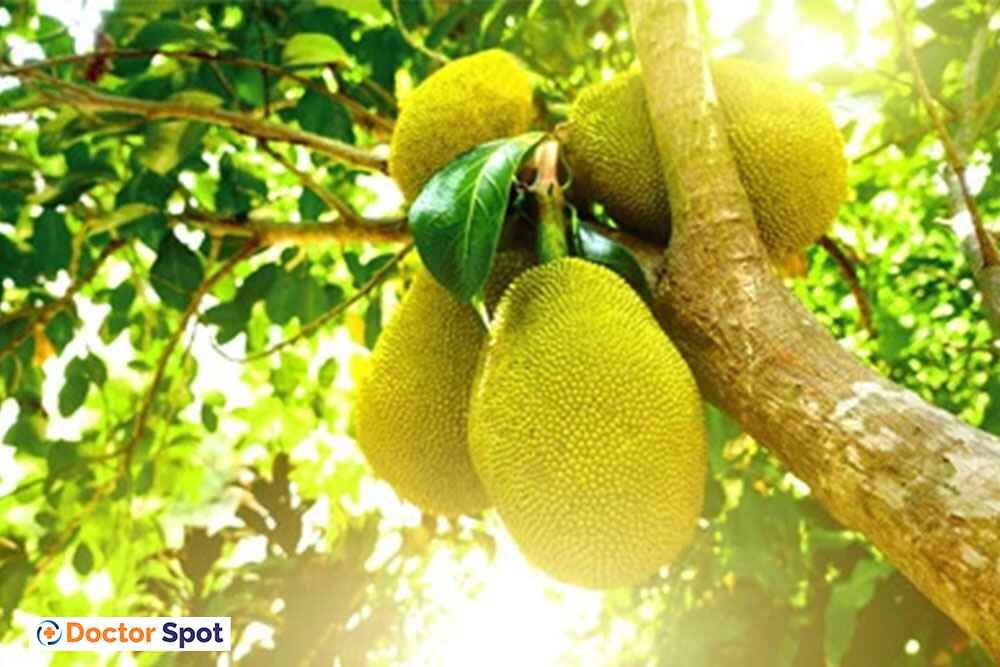 Eat Jackfruit Regularly