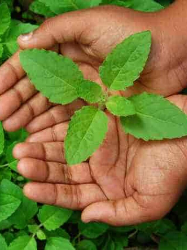 Amazing Health Benefits of Eating Tulsi Leaves on an Empty Stomach: A Daily Ritual for Wellness