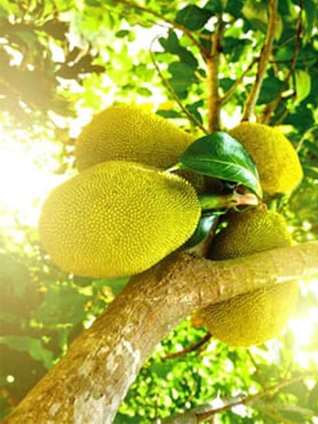 Jackfruit Health Benefits