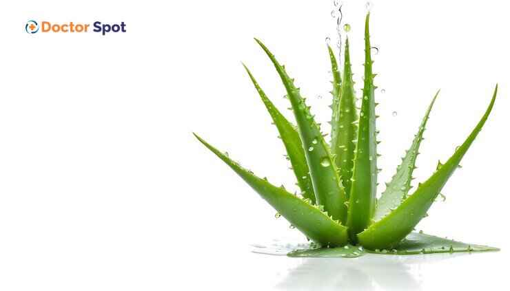 Aloe vera plant-with-aoevera