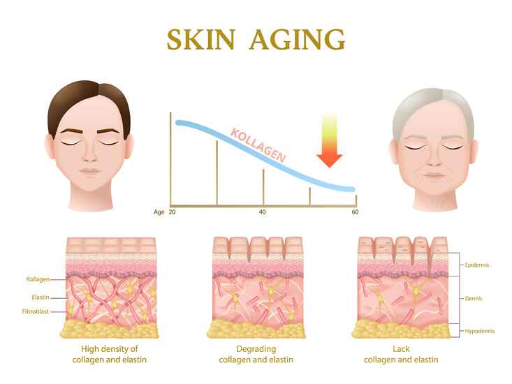 Benefits of Collagen