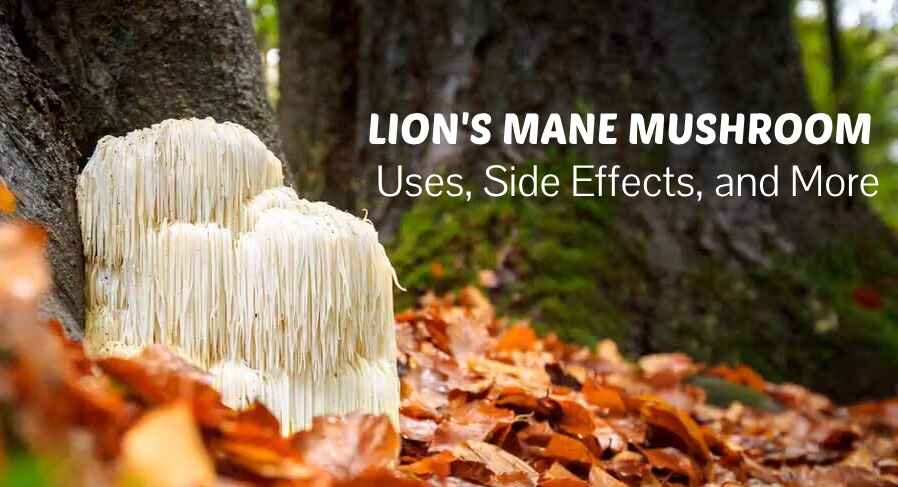 LION'S MANE MUSHROOM in hindi