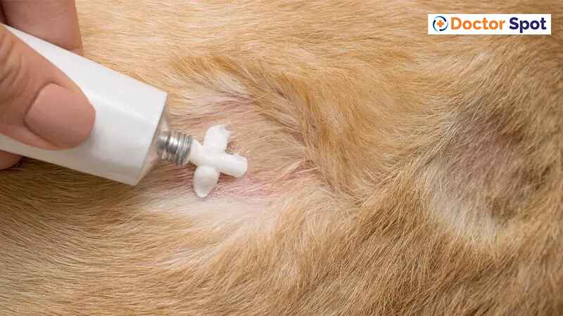 Pyoderma in dogs treatment Doctor spot 1