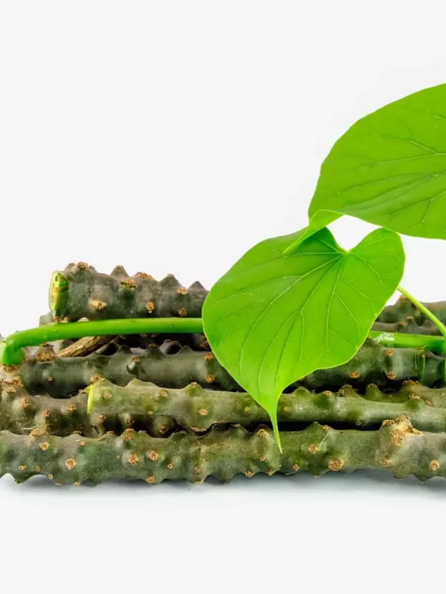 Top 10 Health Benefits of Giloy: The Ayurvedic Powerhouse for Immunity and Wellness