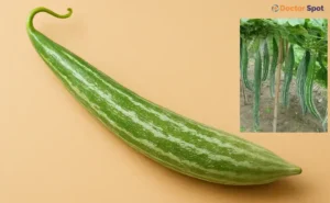 Health Benefits of Snake Gourd - doctorspot