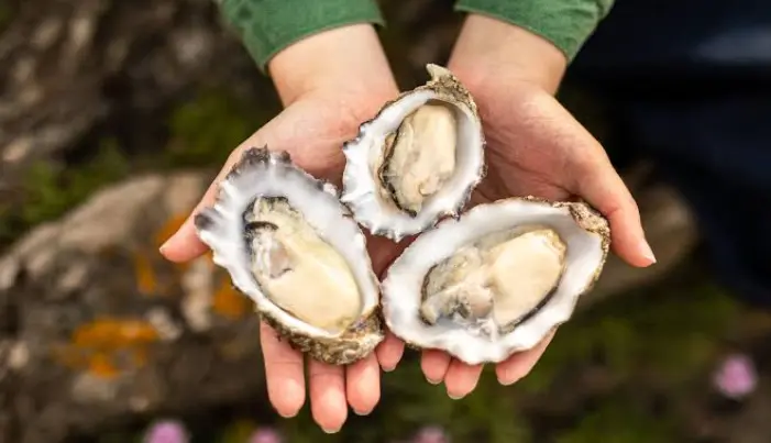 Oysters