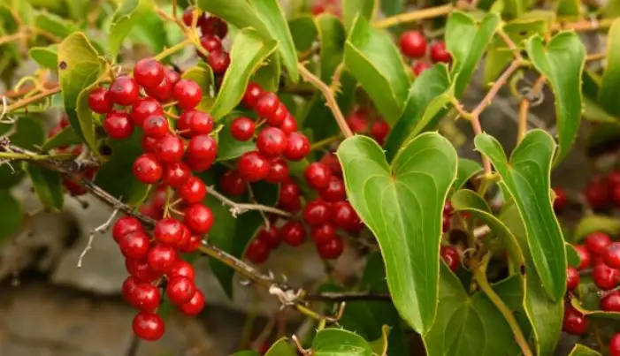 Sarsaparilla health Benefits, Risks, and Side Effects